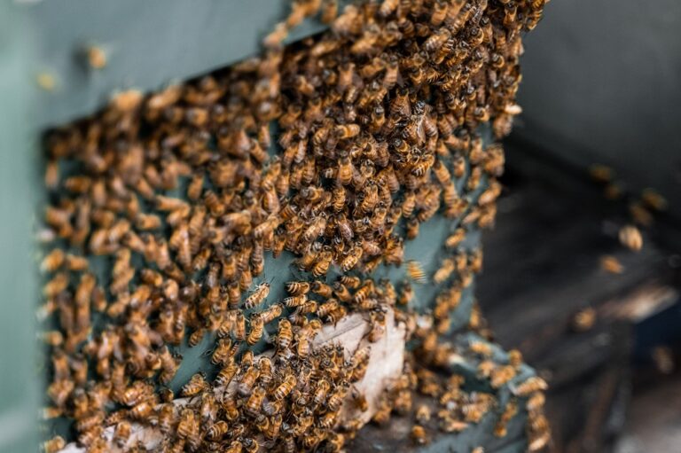 Desde inteligencia artificial hasta abejas, 10 casos de éxito que aportan sostenibilidad en Guanacaste y sus comunidades
