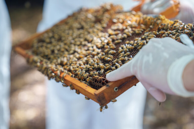 FIFCO impulsa innovación científica para proteger a las abejas y fortalecer la polinización en Guanacaste