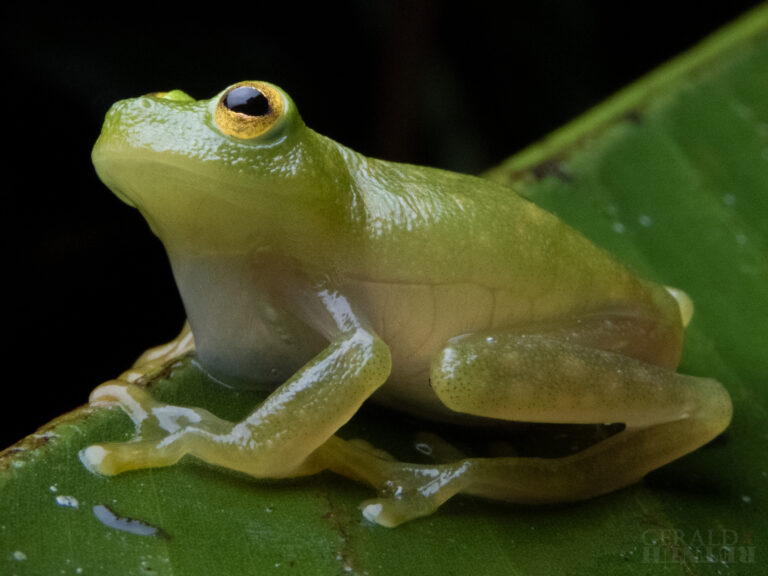 Primer aniversario del CBI-Cubujuquí: un año conectando naturaleza, comunidades y aliados